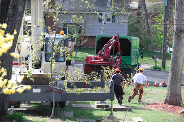 What Is A Tree Removal Service?