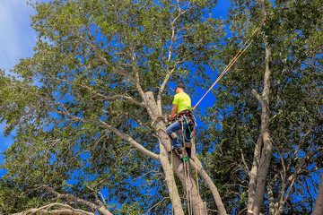 The Benefits of Hiring a Tree Service