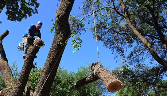 How to Get Started in Tree Cutting