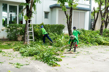 The Benefits of Hiring a Tree Service